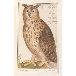 Anselmus Botius de Boodt - Oehoe Bubo bubo Nachtuijl Bubo Grand Duc.webp