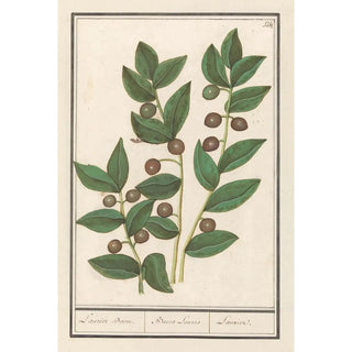 Anselmus Botius de Boodt - Olijf Olea europaea Laurier Boom Bacca Laurus Laurier.webp