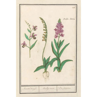 Anselmus Botius de Boodt - Orchidee Orchidaceae Standel Kruijd Orchys variae Du Satijrion.webp