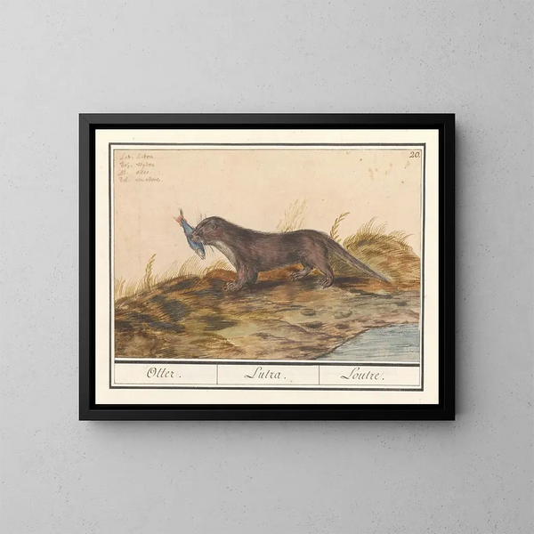 la nutria (Lutra lutra) - Anselmus Botius de Boodt — cuadro enmarcado en la pared