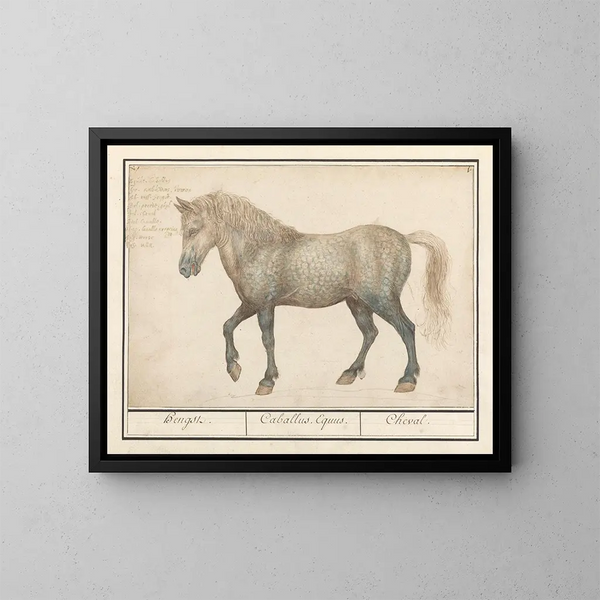 Caballo - Anselmus Botius de Boodt — cuadro enmarcado en la pared