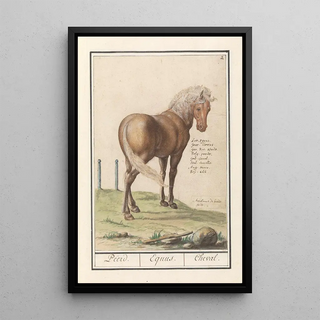 Anselmus Botius de Boodt - Paard Equus ferus caballus Peerd Equus Cheval.webp