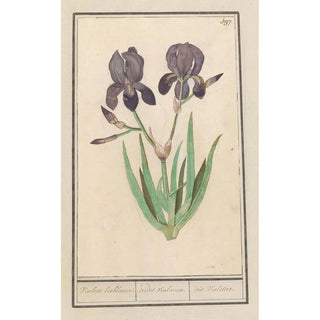 Anselmus Botius de Boodt - Paarse iris Iris germanica Voilette lisbloeme irides violaceae iris violettes.webp