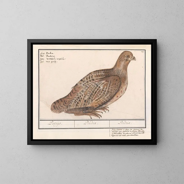 Perdrix perdrix - Anselmus Botius de Boodt — cuadro enmarcado en la pared