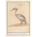 Pelícano Pelicanus - Anselmus Botius de Boodt — vista de la obra