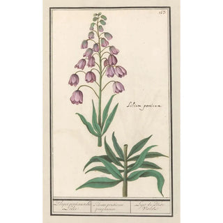 Anselmus Botius de Boodt - Perzische lelie Fritillaria persica Purper persiaensche Lelie Lilium persicum purpureum Lys de Perse Violet.webp