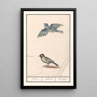 Anselmus Botius de Boodt - Pimpelmees Cyanistes caeruleus en koolmees Parus major.webp