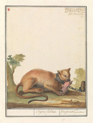 Anselmus Botius de Boodt - Poema Puma concolor Tigris fulvus Gougouar de pensilvanie.webp