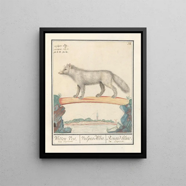 Anselmus Botius de Boodt - Poolvos Vulpes lagopus Witten Vos Vulpes Alba Renard blanc de Laponie.webp