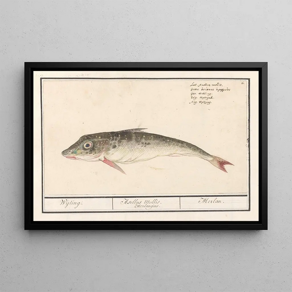 Anselmus Botius de Boodt - Poon Triglidae Wijting Asellus Mollis Merlangius Merlan.webp