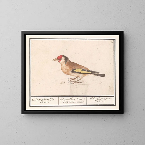 Putter de jilguero Carduelis carduelis - Anselmus Botius de Boodt — cuadro enmarcado en la pared