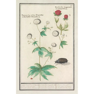 Anselmus Botius de Boodt - Ranonkels Ranunculus.webp