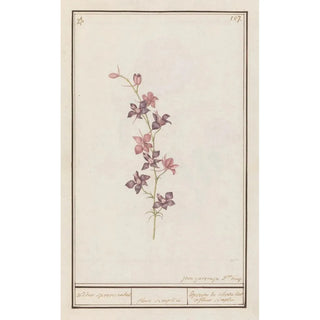 Anselmus Botius de Boodt - Ridderspoor Consolida ridder spoore enkel floro simplici Esperon de chevalier afluer simple.webp