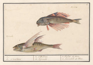 Anselmus Botius de Boodt - Rode poon Chelidonichthys lucerna en vliegende vis Exocoetidae 1 2 Swaluwe 1 Milvus 2 hyrundo.webp