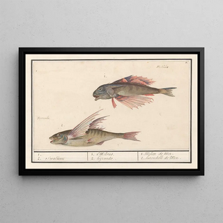 Anselmus Botius de Boodt - Rode poon Chelidonichthys lucerna en vliegende vis Exocoetidae 1 2 Swaluwe 1 Milvus 2 hyrundo.webp
