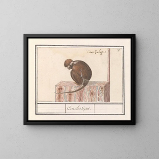 Anselmus Botius de Boodt - Roodkopmangabey Cercocebus torquatus Corchosipus Een Rillow Een Wanderow.webp