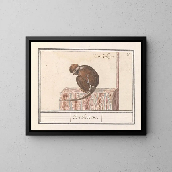 Roodkopmangabey Cercocebus torquatus Corchosipus Une Rillow Une Wanderow - Anselmus Botius de Boodt — cuadro enmarcado en la pared