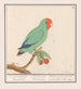 Roodmaskeragapornis Agapornis pullarius Oostindische Mussche Psittacus Minimus - Anselmus Botius de Boodt — artwork view