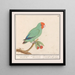 Roodmaskeragapornis Agapornis pullarius Oostindische Mussche Psittacus Minimus - Anselmus Botius de Boodt — framed artwork on a wall