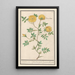 Reproducción del cuadro Rosa Rosa enkel geluwe roose Rosa lutea simplex rose jeaune fleur simple - Anselmus Botius de Boodt