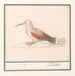 Tichodroma muraria - Anselmus Botius de Boodt — artwork view