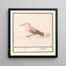 Tichodroma muraria - Anselmus Botius de Boodt — framed artwork on a wall