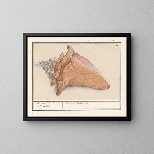 la Cornucopia de niebla rosa Strombus gigas Rosa Couleure Laphoorn Murex aculeatus - Anselmus Botius de Boodt — cuadro enmarcado en la pared