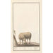 Reproducción del cuadro oveja Ovis aries schaep Ram ovus aries brebis bellier - Anselmus Botius de Boodt