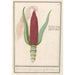 Artistic print of Zea mays ornamental maize Rood Turks Cooren frumentum indicum rubrum Bled de turquie rouge - Anselmus Botius de Boodt — artwork view