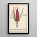 Artistic print of Zea mays ornamental maize Rood Turks Cooren frumentum indicum rubrum Bled de turquie rouge - Anselmus Botius de Boodt — framed artwork on a wall