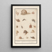 Reproduction of the painting Escargots Slekken Cochleae terrestres Lunaons de terre Escargots - Anselmus Botius de Boodt
