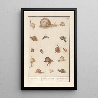 Anselmus Botius de Boodt - Slakken Slekken Cochleae terrestres Lunaons de terre Escargots.webp