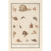Reproduction of the painting Escargots Slekken Cochleae terrestres Lunaons de terre Escargots - Anselmus Botius de Boodt