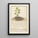 Serpiente con cola de planta Zeldsaeme Slang anguis Singularis Serpiente Extraordinaria - Anselmus Botius de Boodt