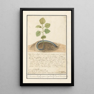 Anselmus Botius de Boodt - Slang met plantenstaart Zeldsaeme Slang anguis Singularis Serpent Extraordinaire.webp