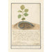 Serpiente con cola de planta Zeldsaeme Slang anguis Singularis Serpiente Extraordinaria - Anselmus Botius de Boodt