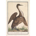 Anhinga Anhinga - Anselmus Botius de Boodt — artwork view