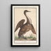 Anhinga Anhinga - Anselmus Botius de Boodt — framed artwork on a wall