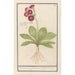 Primevère Primula Roode Beeren oore Auricula ursi rubra Auricule rouge - Anselmus Botius de Boodt — vista de la obra