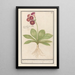 Primevère Primula Roode Beeren oore Auricula ursi rubra Auricule rouge - Anselmus Botius de Boodt — cuadro enmarcado en la pared