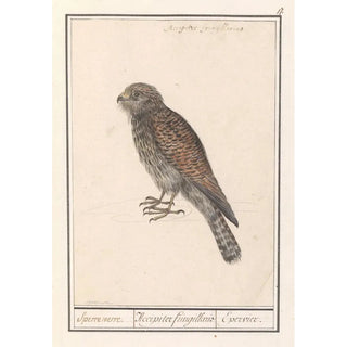 Anselmus Botius de Boodt - Smelleken Falco columbarius.webp