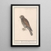 Falcon Emerillon - Anselmus Botius de Boodt — framed artwork on a wall