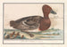 Canard siffleur (Anas penelope) - Anselmus Botius de Boodt — artwork view