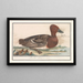 Canard siffleur (Anas penelope) - Anselmus Botius de Boodt — framed artwork on a wall