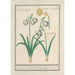 Perce-neige Galanthus y una jonquille Narcissus - Anselmus Botius de Boodt — vista de la obra