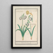 Perce-neige Galanthus y una jonquille Narcissus - Anselmus Botius de Boodt — cuadro enmarcado en la pared