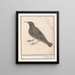 Estornino pinto Sturnus vulgaris - Anselmus Botius de Boodt — cuadro enmarcado en la pared