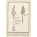 Scille estrellada Scilla cebolla de campo ornithogalon scilla hispánica clusu Asodille - Anselmus Botius de Boodt