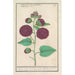 de Malva trémière Alcea rosea - Anselmus Botius de Boodt — vista de la obra