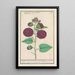 de Malva trémière Alcea rosea - Anselmus Botius de Boodt — cuadro enmarcado en la pared